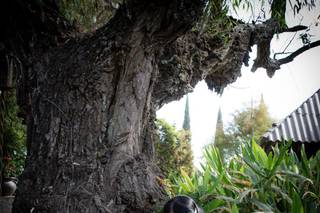 Guillermo Mireles - 5