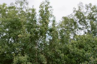 Hacienda Soltepec - 12