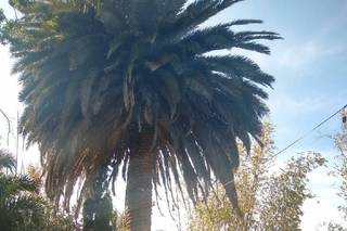 Los Girasoles - 6