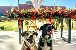 La Casita de Nad Wedding Dog Sitter - 5