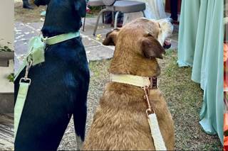 La Casita de Nad Wedding Dog Sitter - 6