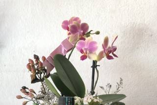 Mezcal Bendito Remedio - 1