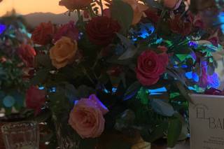 Papillon Making Dreams - 10