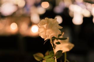 Blancdahlia - 9