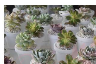 Dal Plantas y Flores - 5