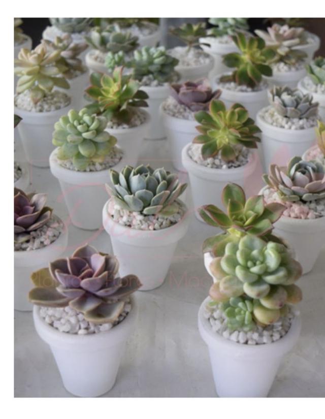 Dal Plantas y Flores - 2
