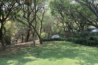 Amate del Río - 6
