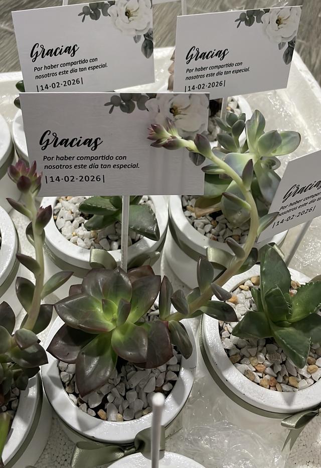 Suculentos Recuerdos - 2