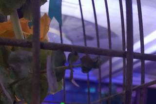 Anibal Sanchez Ambientación Floral - 8