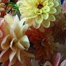Dalia