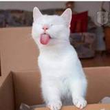Sele