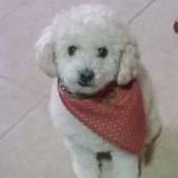 SILVESTRE