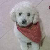 SILVESTRE