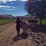 Leticia