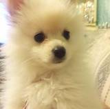 Lucy