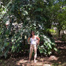 Eugenia