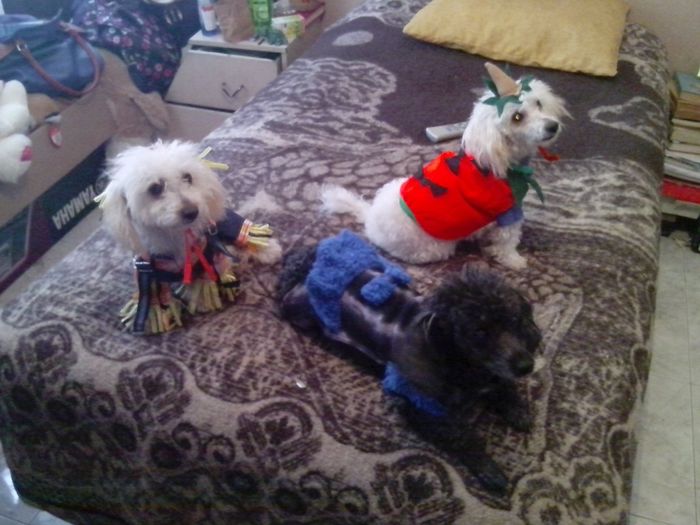 La foto de tu mascota! - 1