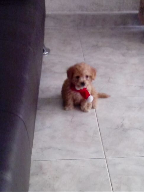 La foto de tu mascota! - 2