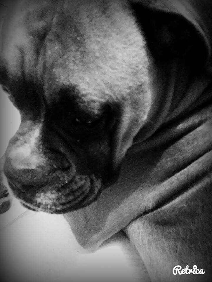 Mi perrita para paje!! !?? - 1