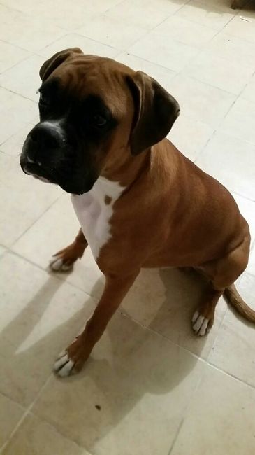 Nuestra nueva mascota !!!!! - 2