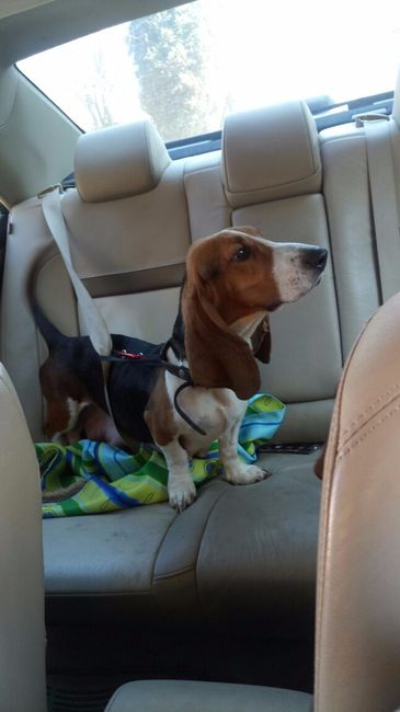 Cuca ensuciando el carro