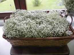 flores blancas