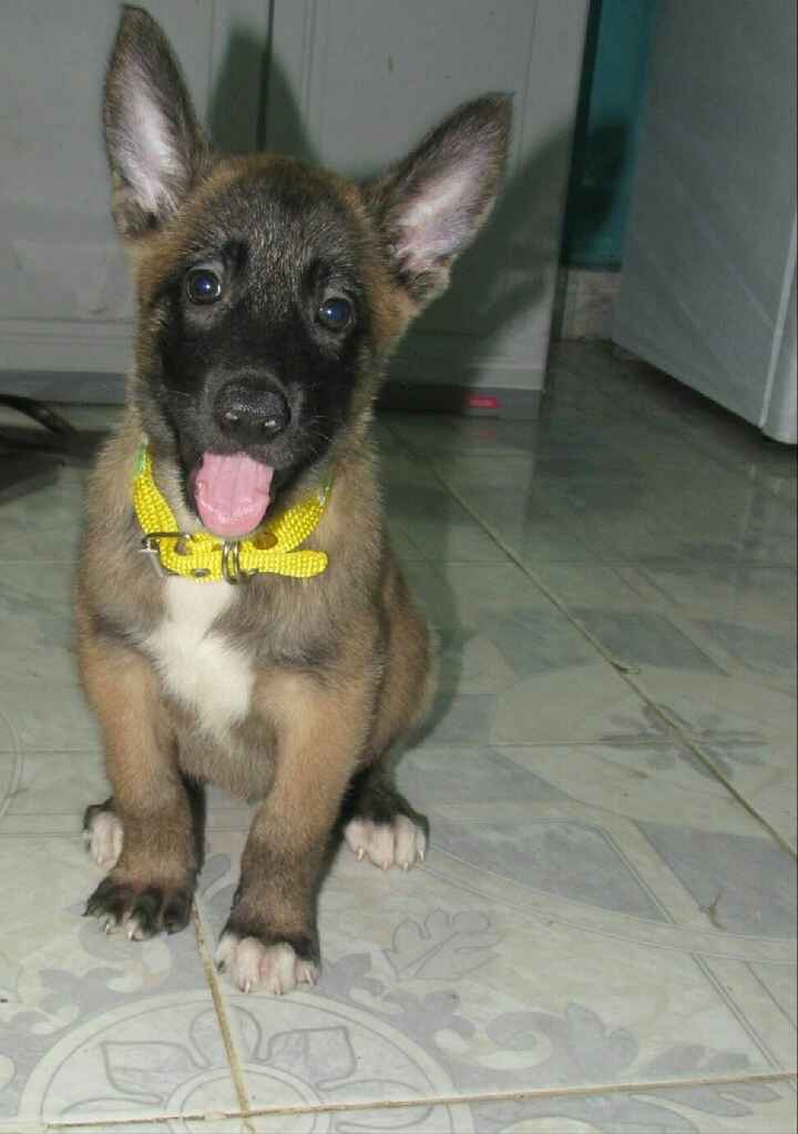 Tiempo de presumir a sus amigos peludos, quien tiene mascotas :d!! - 1