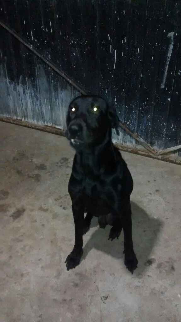 Tiempo de presumir a sus amigos peludos, quien tiene mascotas :d!! - 3