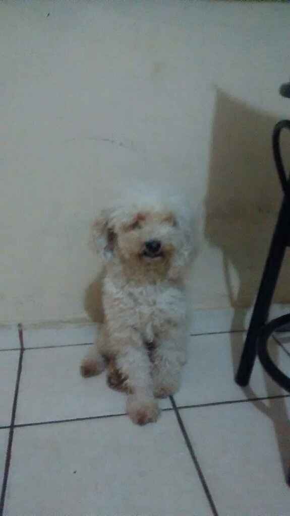 Tiempo de presumir a sus amigos peludos, quien tiene mascotas :d!! - 6