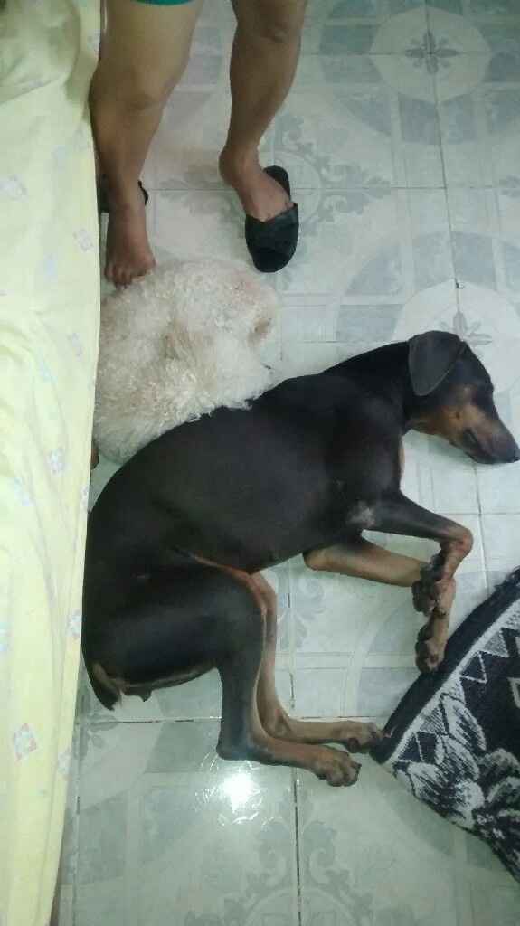 Tiempo de presumir a sus amigos peludos, quien tiene mascotas :d!! - 9