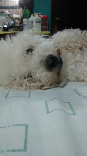 Tiempo de presumir a sus amigos peludos, quien tiene mascotas :d!! - 2