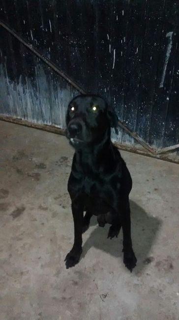 Tiempo de presumir a sus amigos peludos, quien tiene mascotas :d!! - 3