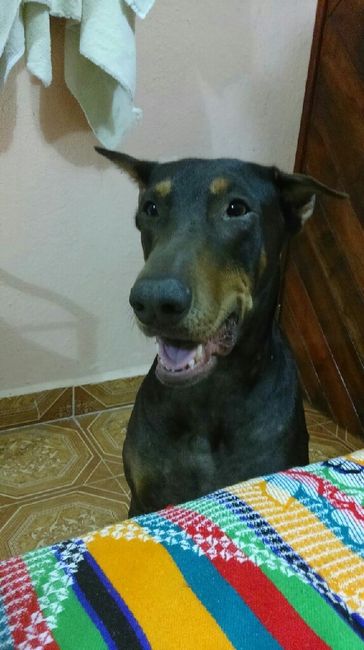 Tiempo de presumir a sus amigos peludos, quien tiene mascotas :d!! - 4