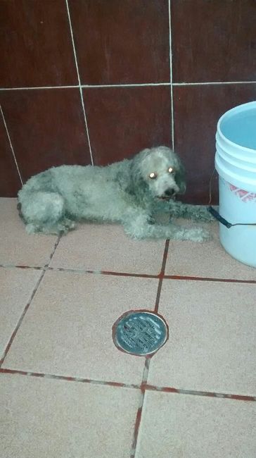 Tiempo de presumir a sus amigos peludos, quien tiene mascotas :d!! - 5