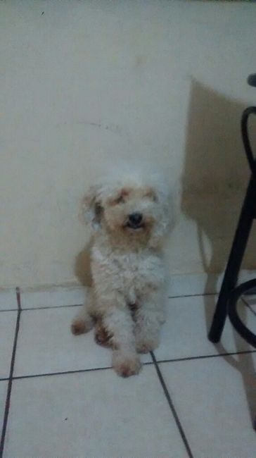 Tiempo de presumir a sus amigos peludos, quien tiene mascotas :d!! - 6