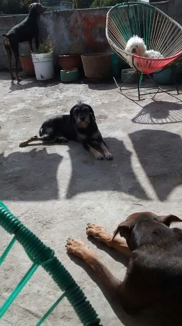Tiempo de presumir a sus amigos peludos, quien tiene mascotas :d!! - 7