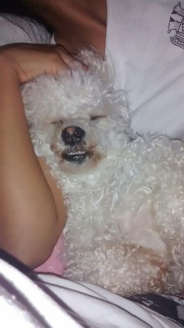 Tiempo de presumir a sus amigos peludos, quien tiene mascotas :d!! - 8