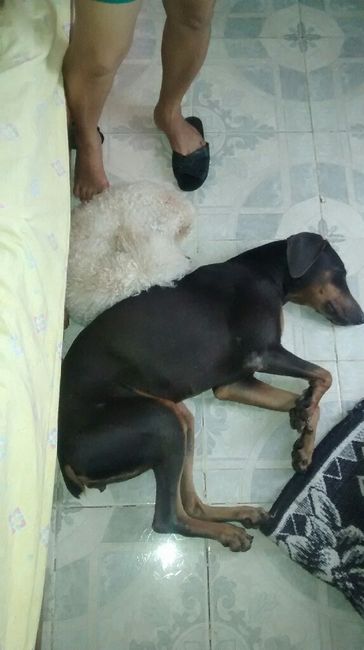 Tiempo de presumir a sus amigos peludos, quien tiene mascotas :d!! - 9