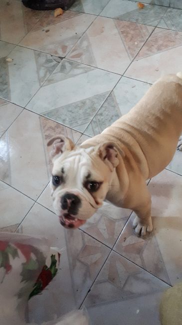  Fotos con perritos - 1