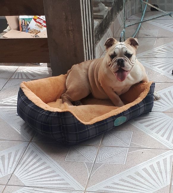 Les gustaria tener mascotas en su vida como casados - 2