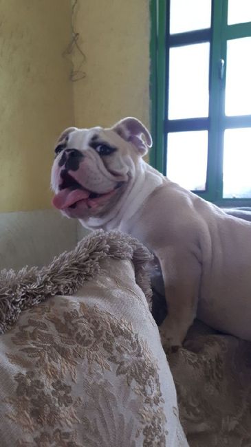 Tu mascota en su día  b - 1