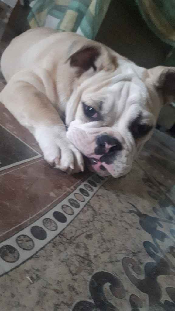 Les gustaria tener mascotas en su vida como casados - 1