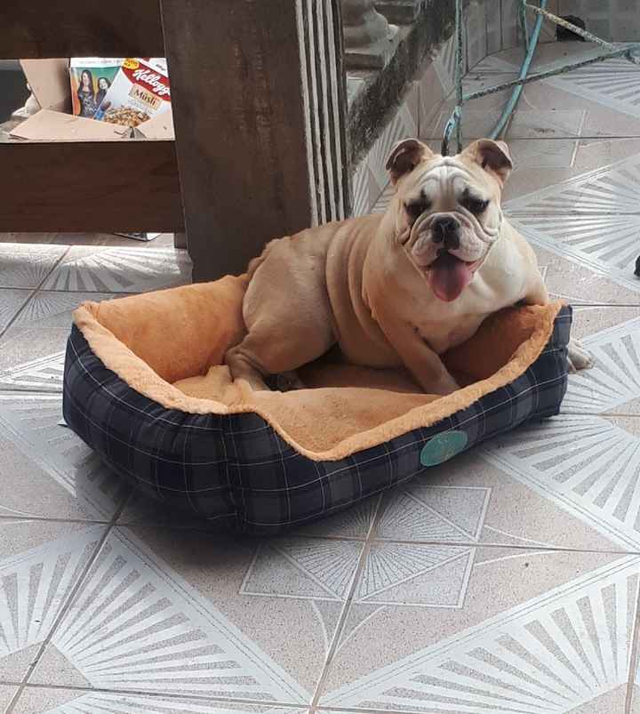 Les gustaria tener mascotas en su vida como casados - 2