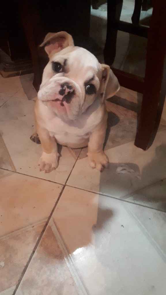 Les gustaria tener mascotas en su vida como casados - 3