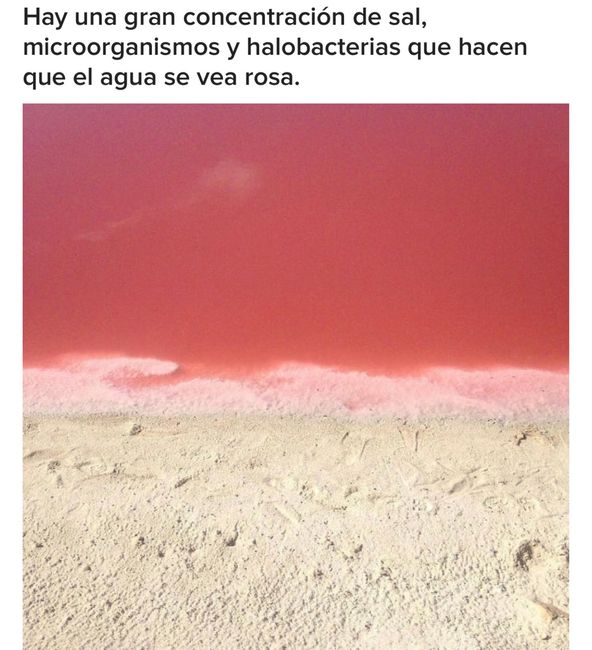 Playa las coloradas, la playa rosa de México 7