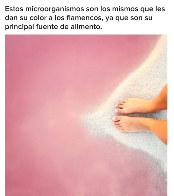 Playa las coloradas, la playa rosa de México 8