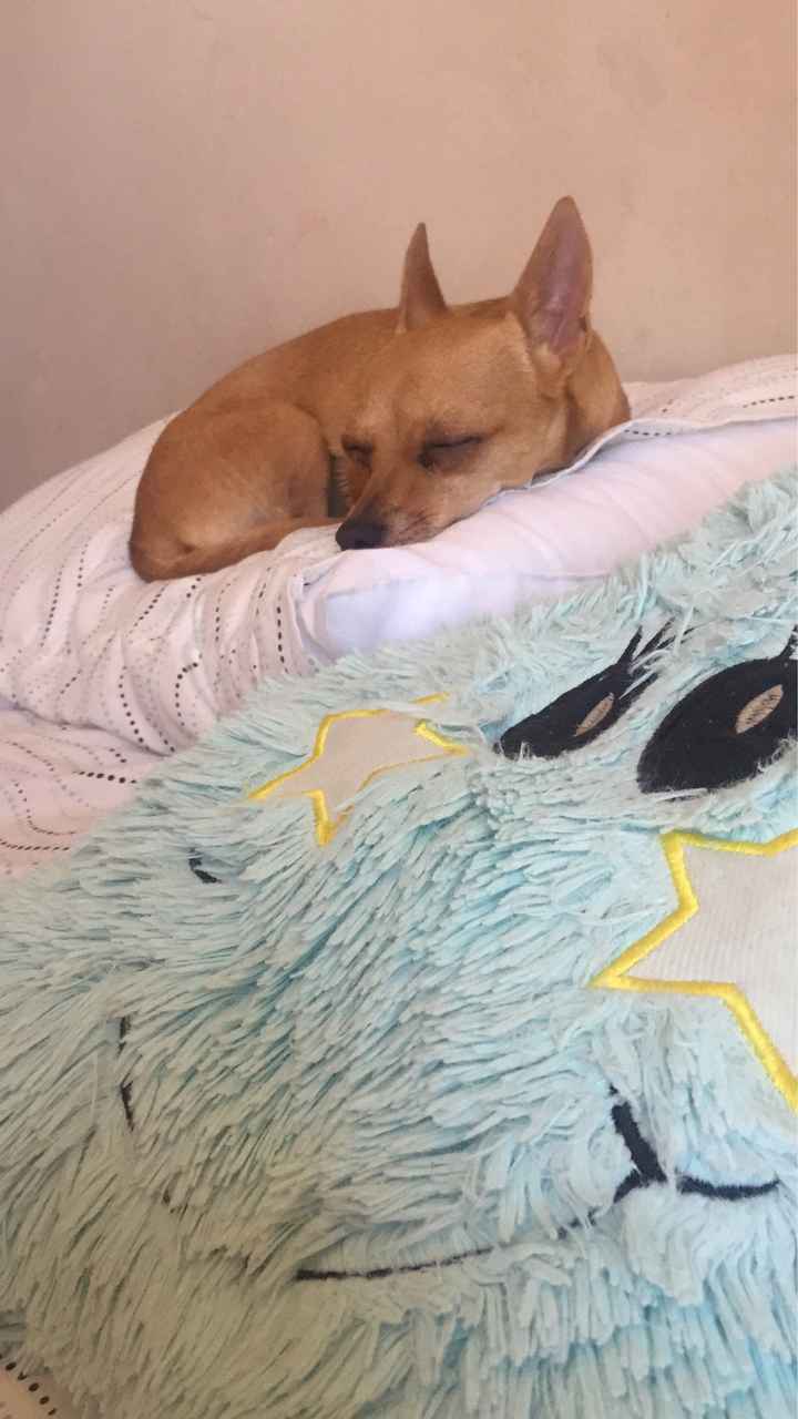 🐱 ¿Adoptarán alguna mascota cuando se casen? 🐶 - 1