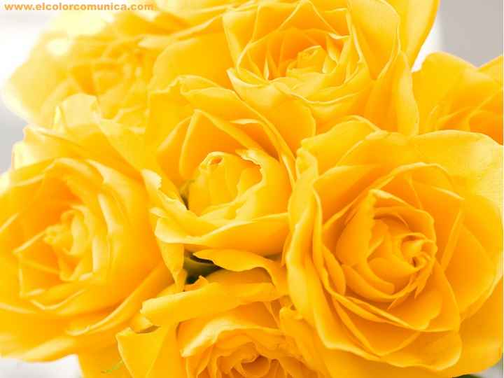 Rosas