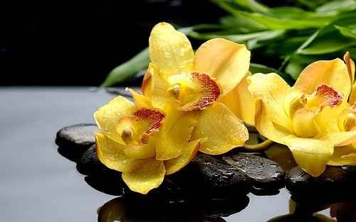 Orquídeas