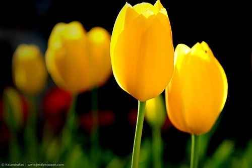 Tulipán amarillo